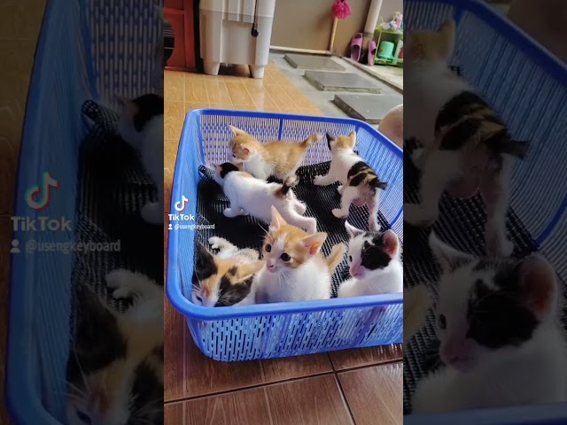 suara anak kucing induk nya langsung nyamperin class=