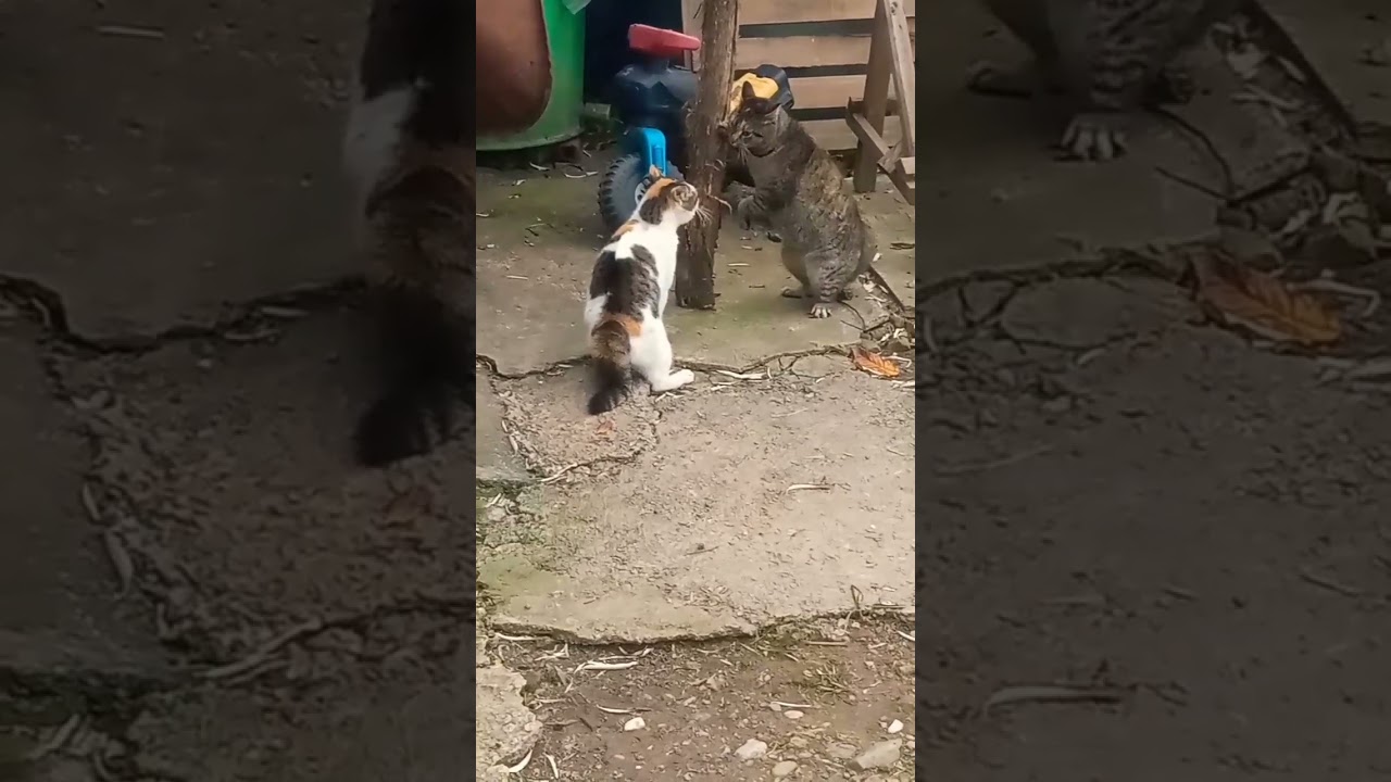 Angry cats screaming loudly yelling to each other furious all 