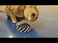 Singapura cat is chewing air の動画、YouTube動画。