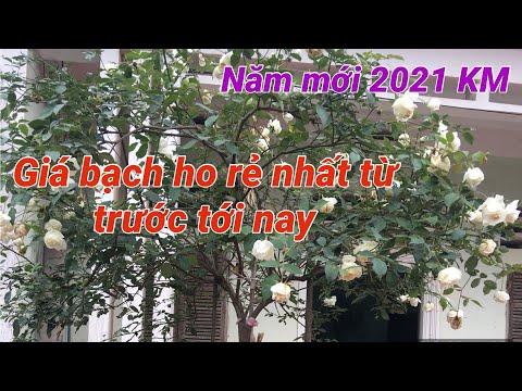 Hoa hồng bạch ho tuyệt đẹp giá rẻ nhất từ trước tới nay chào xuân #2021 | Foci