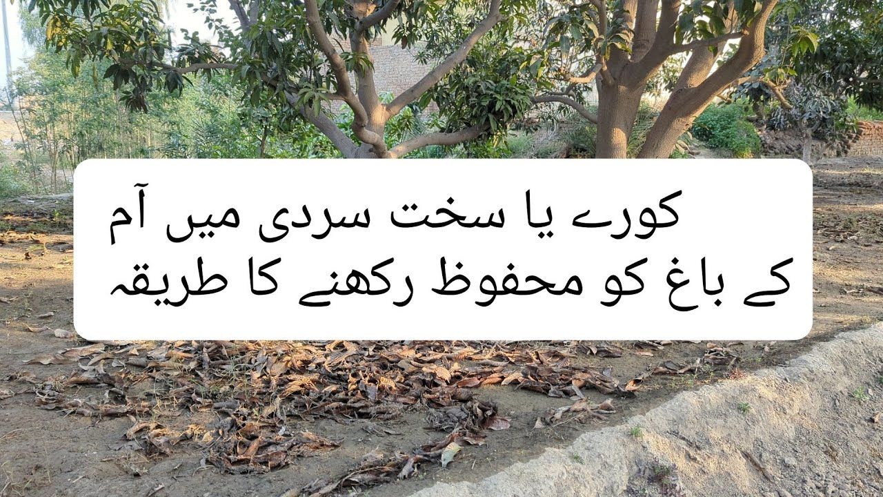 How To Protect your Mango 🥭 Garden In Dry Cold Weather 