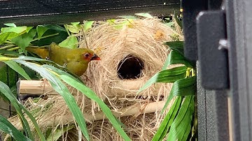Aviary update: Not done yet-part 2