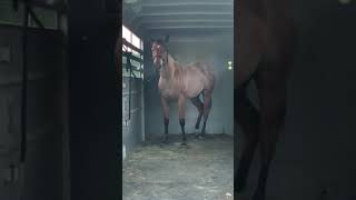 AQHA Ranching Heritage Young Horse Development Program Caitlyn Dionne Trailering Assignment