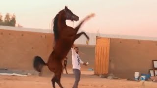 يوميات الاسطبل ولكم بااااك الوزير 😂🐎🤪