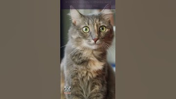 The Secret Language of Cats: Decoding the Mystery of Purring #cats #catshorts