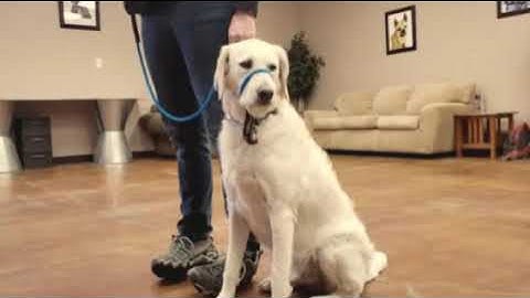 K9 Lifeline Transitional Leash Conditioning