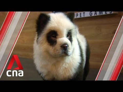 "Panda dog" cafe in Chengdu, China stirs controversy