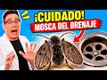 ¿Son peligrosos los bichos en tu casa? 🕷️