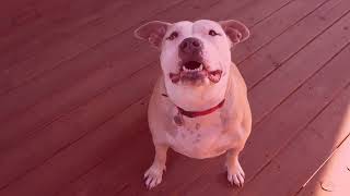 Demi is available for adoption! by Atlanta Humane Society 716 views 6 months ago 1 minute, 1 second