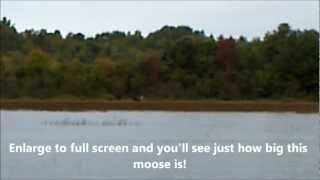 Maine Trophy Bull Moose, 2012 Hunt, Zone 11