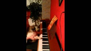 Funny Dog plays on piano