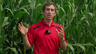 Soil structure challenges in corn