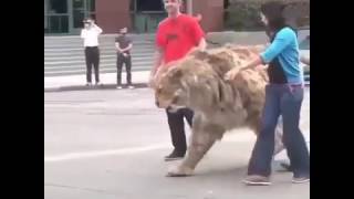 Saber Toothed Tiger - Real OR Fake? by Its Over 1,166 views 6 years ago 1 minute, 1 second