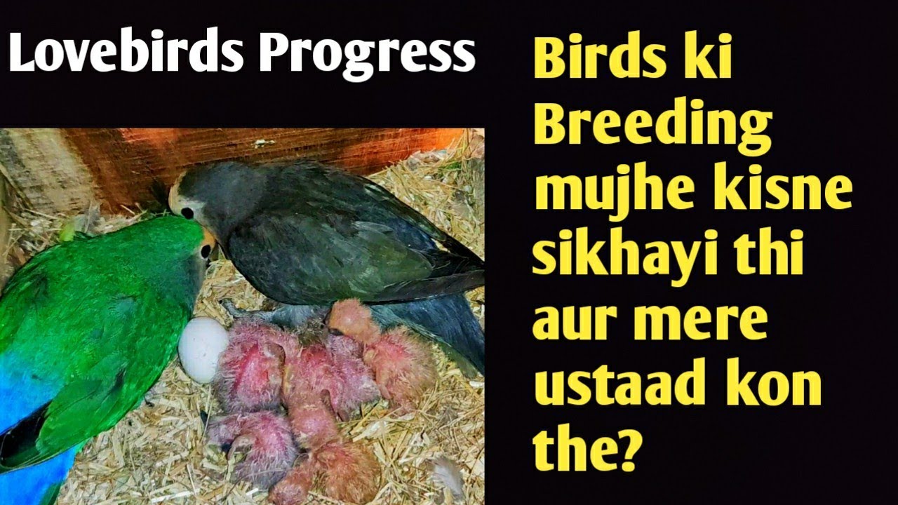 Lovebirds Progress and Important Tips