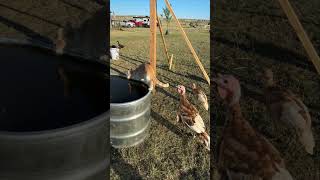 Turkey Interrupts Cat's Water Trough Drink
