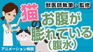 猫の「お腹が膨れている（腹水）」症状ついて【獣医師執筆監修】症状から治療方法まで