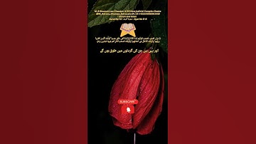 س: اللّٰہ کہ نزدیک عجیب بات کون سی ہے؟A:Surat No 13 : سورة الرعد - Ayat No 5-6Seeking knowledge