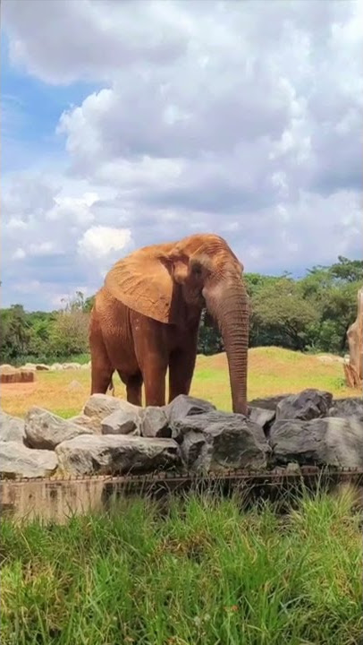 ⚡️The most prominent and smart of the savana 🐘 #shorts
