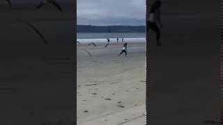 Attacked by Seagulls at the Beach