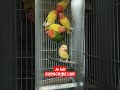 anak lovebird umur 4 bulan#shorts #viral #bird #trending #ternaklovebird #breeding #lovebird #kediri