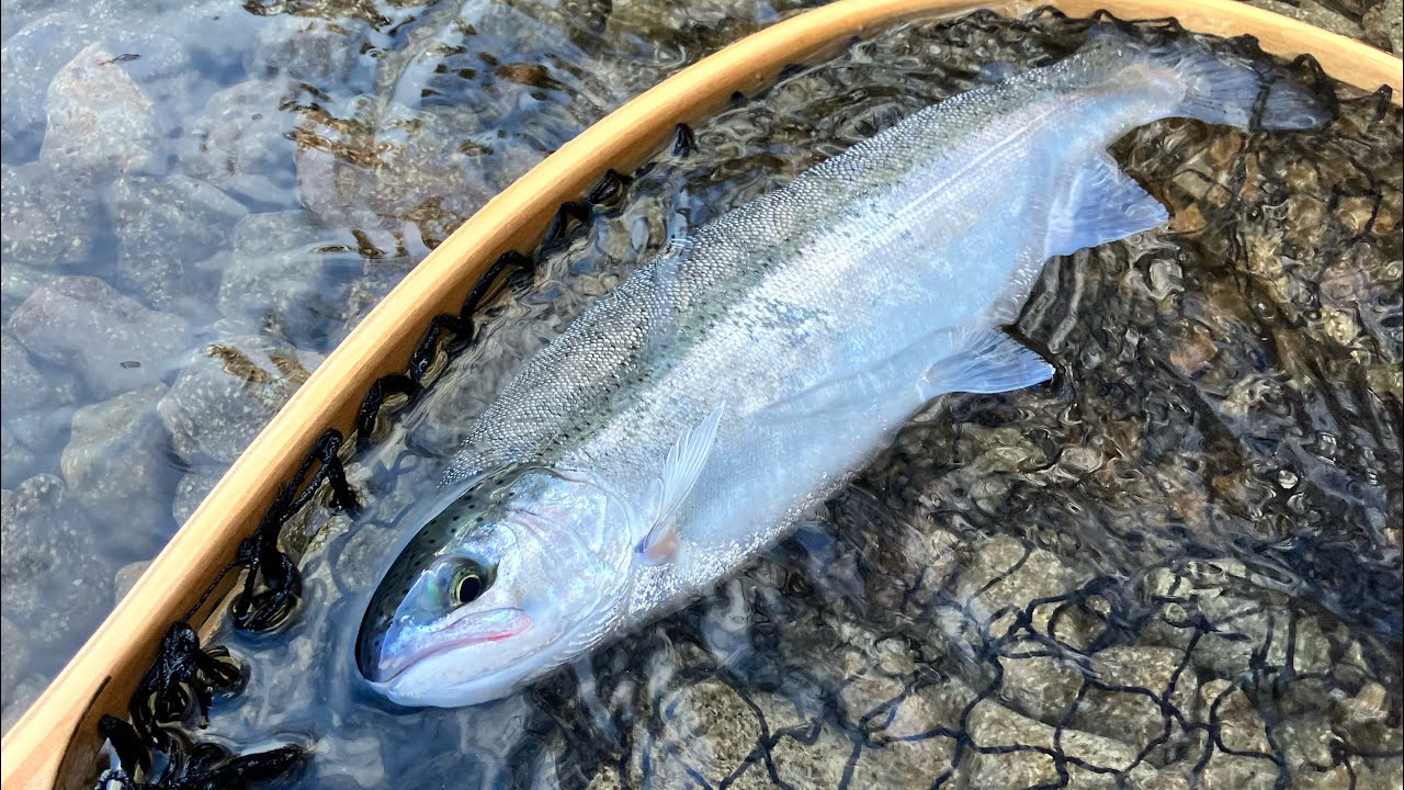 【支笏湖釣り】🍁秋の支笏湖ルアー釣り🍂