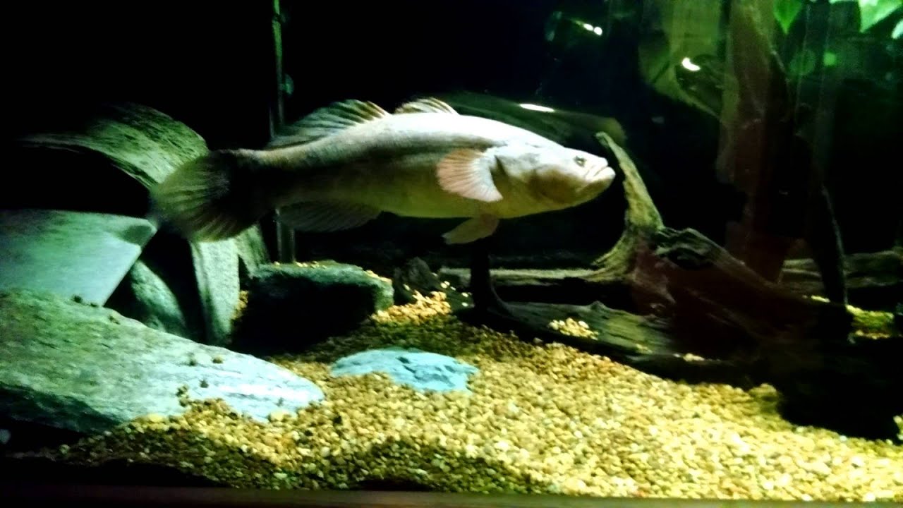 MARBLE GOBY male smashing a crayfish