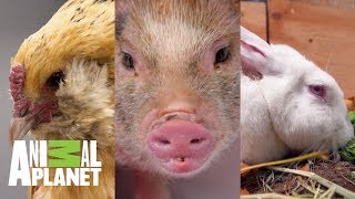 Dr. Jeff trata a animales de rancho | Dr. Jeff, Veterinario | Animal Planet