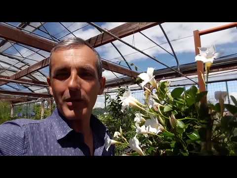 Video: Informazioni sulla Boronia Rossa - Coltivare Piante di Boronia Rossa nei Giardini