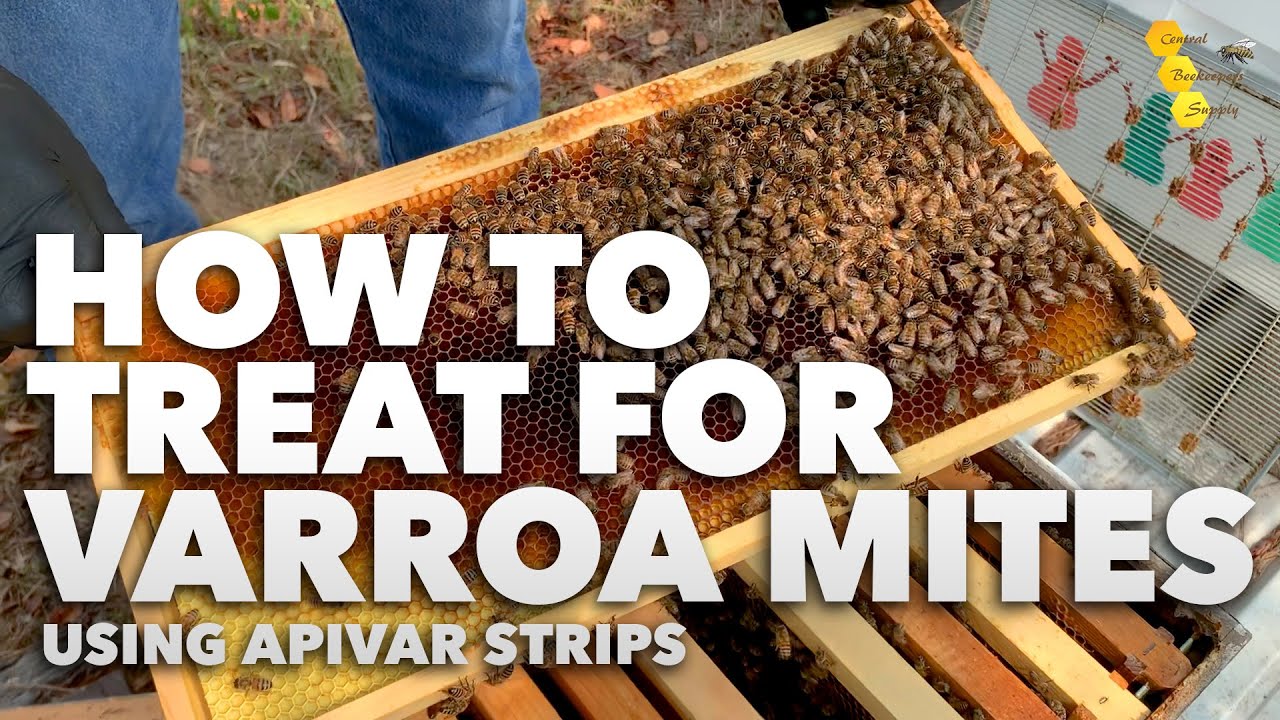 Apivar Varroa Mite Treatment [How to treat your hive for varroa mites