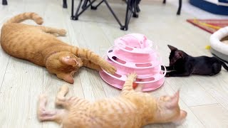 So Funny Miracle ,Sparkle And Black Kitten ( Cosmo ) playing Together on a Toy…