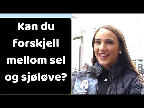 Video: Forskjellen Mellom Hvalross Og Sjøløve