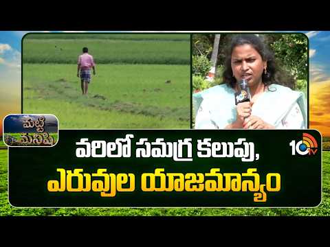 Integrated Weed And Fertilizer Management In Paddy | వరిలో సమగ్ర కలుపు, ఎరువుల యాజమాన్యం | 10TV - 10TVNEWSTELUGU