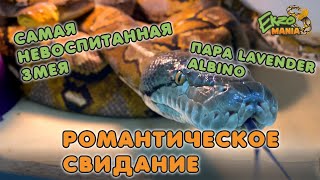 КАК СОЗДАТЬ РОМАНТИЧЕСКУЮ ОБСТАНОВКУ?/РАЗВЕДЕНИЕ СЕТЧАТЫХ ПИТОНОВ 2022