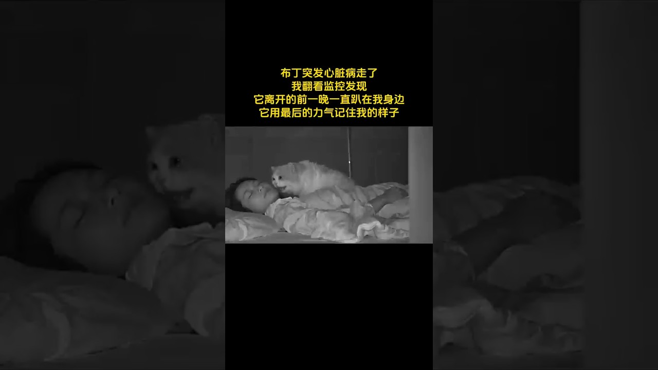 🇨🇳 布丁离去前的最后一晚：监控记录下宠物跨越生死的不舍 🇬🇧 Pudding's Final Night: Security Camera Captures a Pet's Undying Love