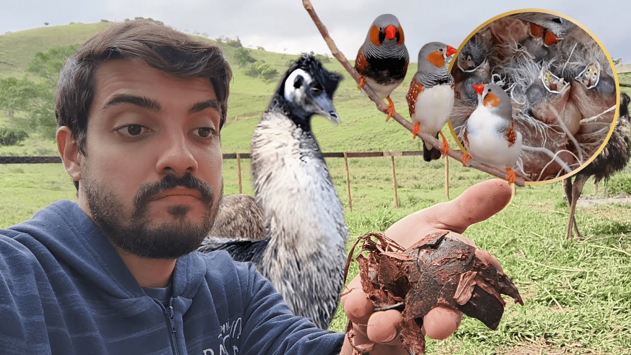 Emu quebrou um ovo | Primeiro filhote de Diamante Mandarim