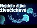 Top 10 Nejdéle žijící živočichové