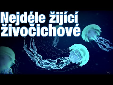 Top 10 Nejdéle