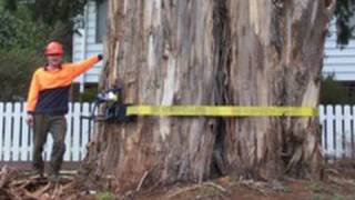 "Tree Removal" and Tree Climbing Techniques with Chainsaws