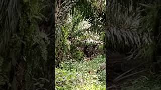 viral penampakan di perkebunan sawit #shorts