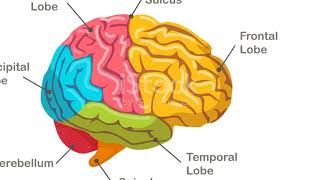 Unlocking Billions: The Cortex Revolution!