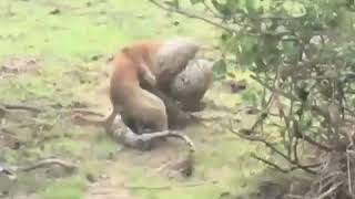 Pertarungan Anjing vs Ular Sawah