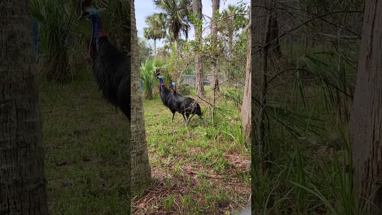 Inside the southern cassowary enclosures at EcoIs!
