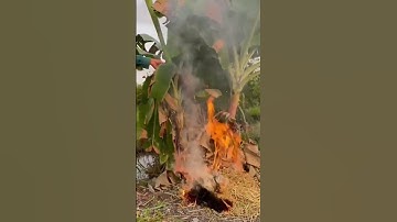 Cá lóc nướng trui thơm nức mũi #calocnuongtrui  #monandongque #nauan #monandangia