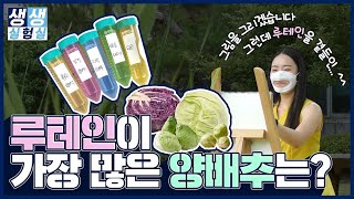 루테인이 가장 많은 양배추를 찾아라!ㅣ식물시스템공학연구센터편ㅣ생생실험실 ep.2