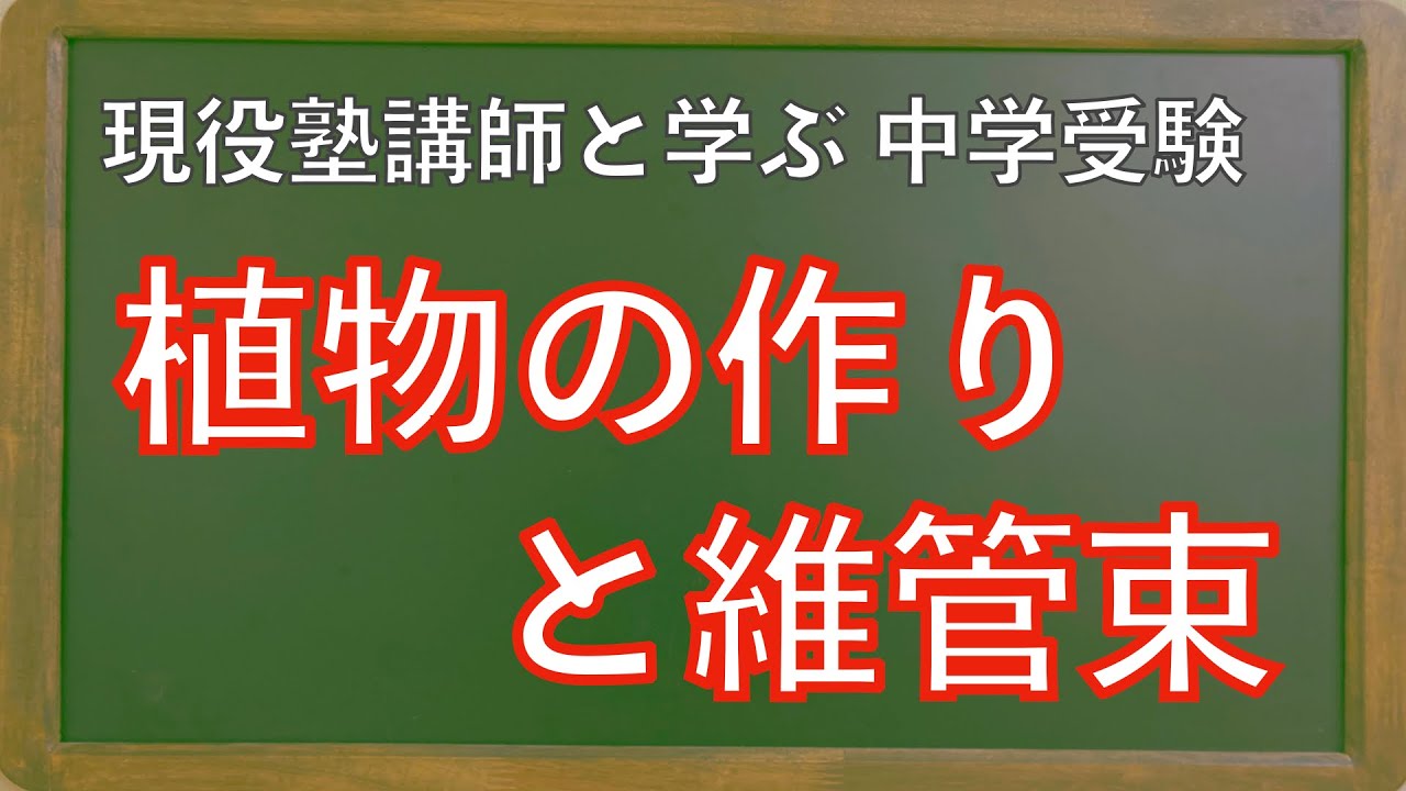 中学受験 理科 植物のつくりと維管束 初級 用語暗記 中１教科書 Youtube