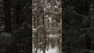 ❄️ ASMR Snow Sounds ❄️ Walking through a remote forest in Alaska during the Winter! #asmr #forest