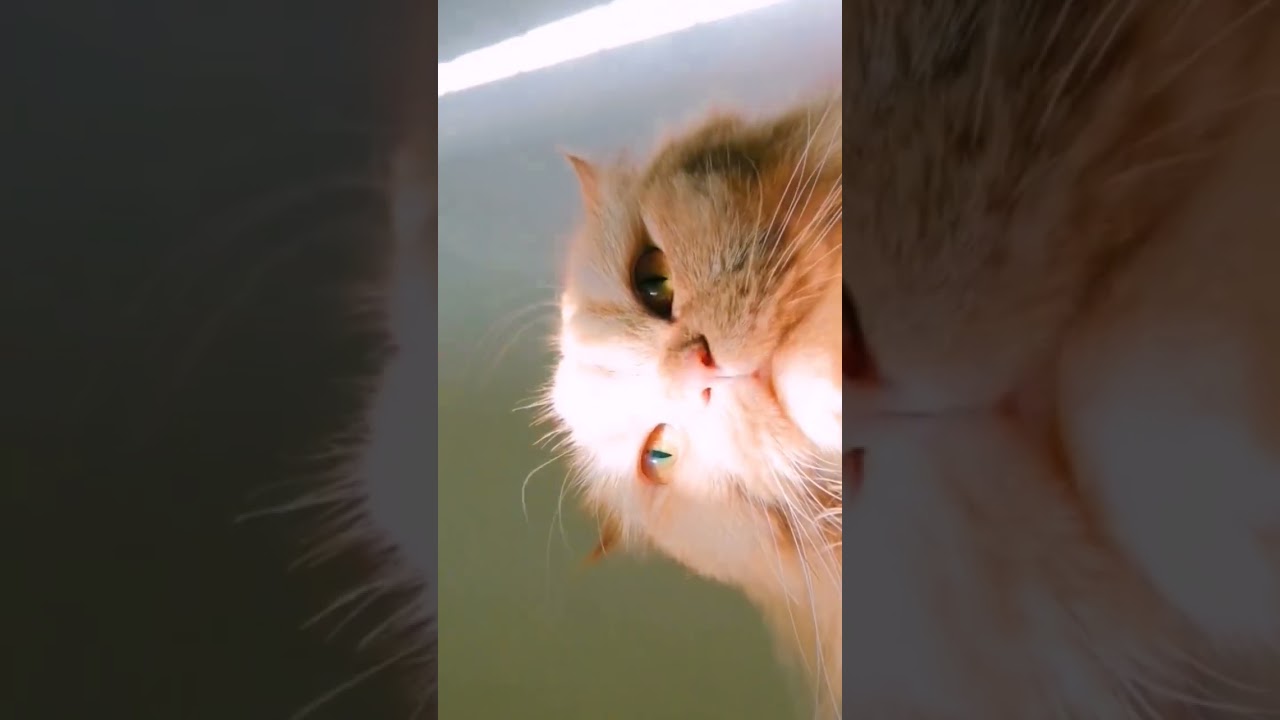 indoor cat enjoying sun 