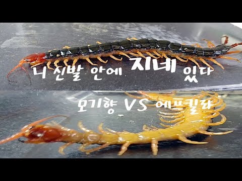 징그럽다 신발에 지네 나옴 모기향 VS 에프킬라 <strong>지네퇴치약</strong>  centipede