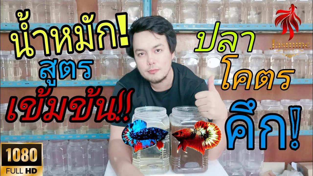 EP.8 เฮียหมาหาทำ...น้ำหมักใส่ปลากัดสูตรเข้มข้น...ภูมิปัญญาชาวบ้านจากรุ่นสู่รุ่น ปลาคึก หวอดหนา