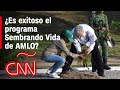 ¿Es exitoso el programa Sembrando Vida de AMLO? Buena medida, pero le falta mucho, dicen expertos